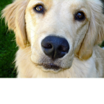 Golden Dogs!