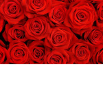 flower backround