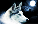 #WOLFGODS