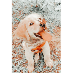 Fan group for dogs