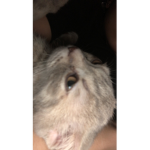Karka