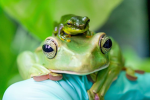 JOIN IF U LOVE FROGS!