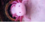 Axolotl friend clan c: