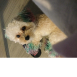 My lil puppy