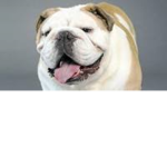 Bella & the Bulldogs Fan Group