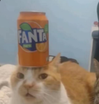 Fanta Cat Community