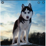The Husky sqaud!!!!!