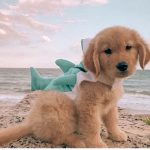 That puppy feelin! (dance dance dance)
