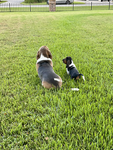 I_luv_dogs:)