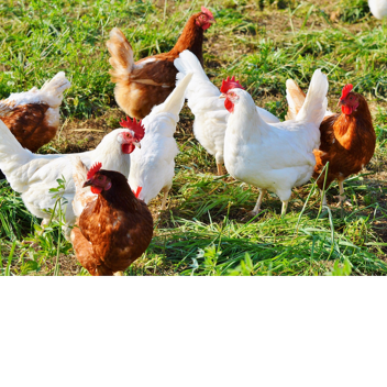 Chicken Base WE <3 CHICKENS