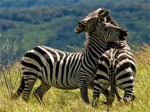 Epic zebraz