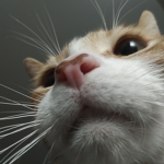 arey cat