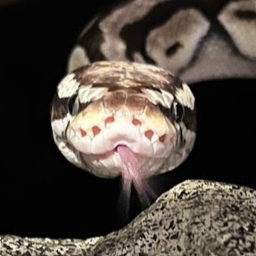 My pet snake!