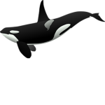 Whale Fan Club : )