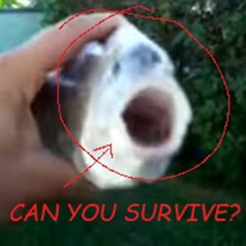 Survive killer fish from San Diego!1! (reall)