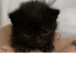 Omg Catz