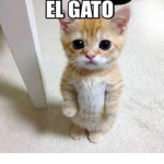 El gato's games