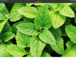 Mints Paradise!