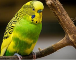 Budgie nation