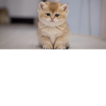 Kittycreamcrew