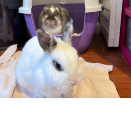 Honey & Olaf's Group Game