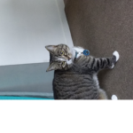 Pretty cat queen