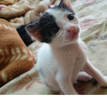 the best game on roblox 