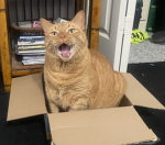 Orange kitty fan club