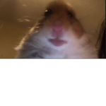 Hamster cult 4life