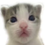 stinkylookingcat