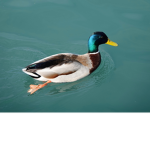 duck saver's