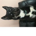 my husky fam loki