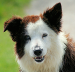 BORDERCOLLIES4LIFE
