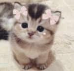 〘kitty〙