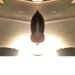 Fishy7238723972378