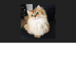 Fans of Cats/Kittens