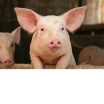 Pig Animations