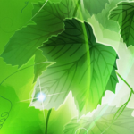 LeafyStar
