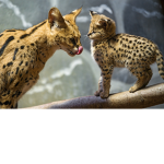 The Rainbow Servals TEAM