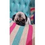 Pugs fam and friends