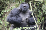 #gorillas gang