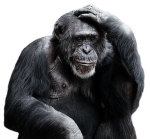 Confused Monkey Studio