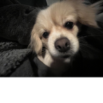 SCHI