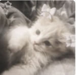 Ella’s cuties <3