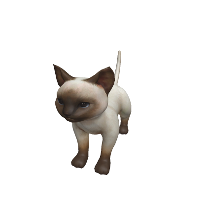 mesh cat