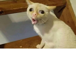 idk