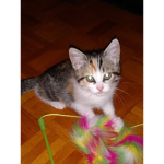 Team fans chatons
