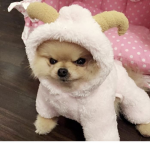 개클랜