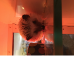 Happy hedgehog