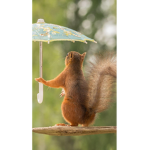 Sneaky Squirrels